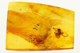 Detailed Fossil Cobweb Spider (Theridiidae) In Baltic Amber #272655-1